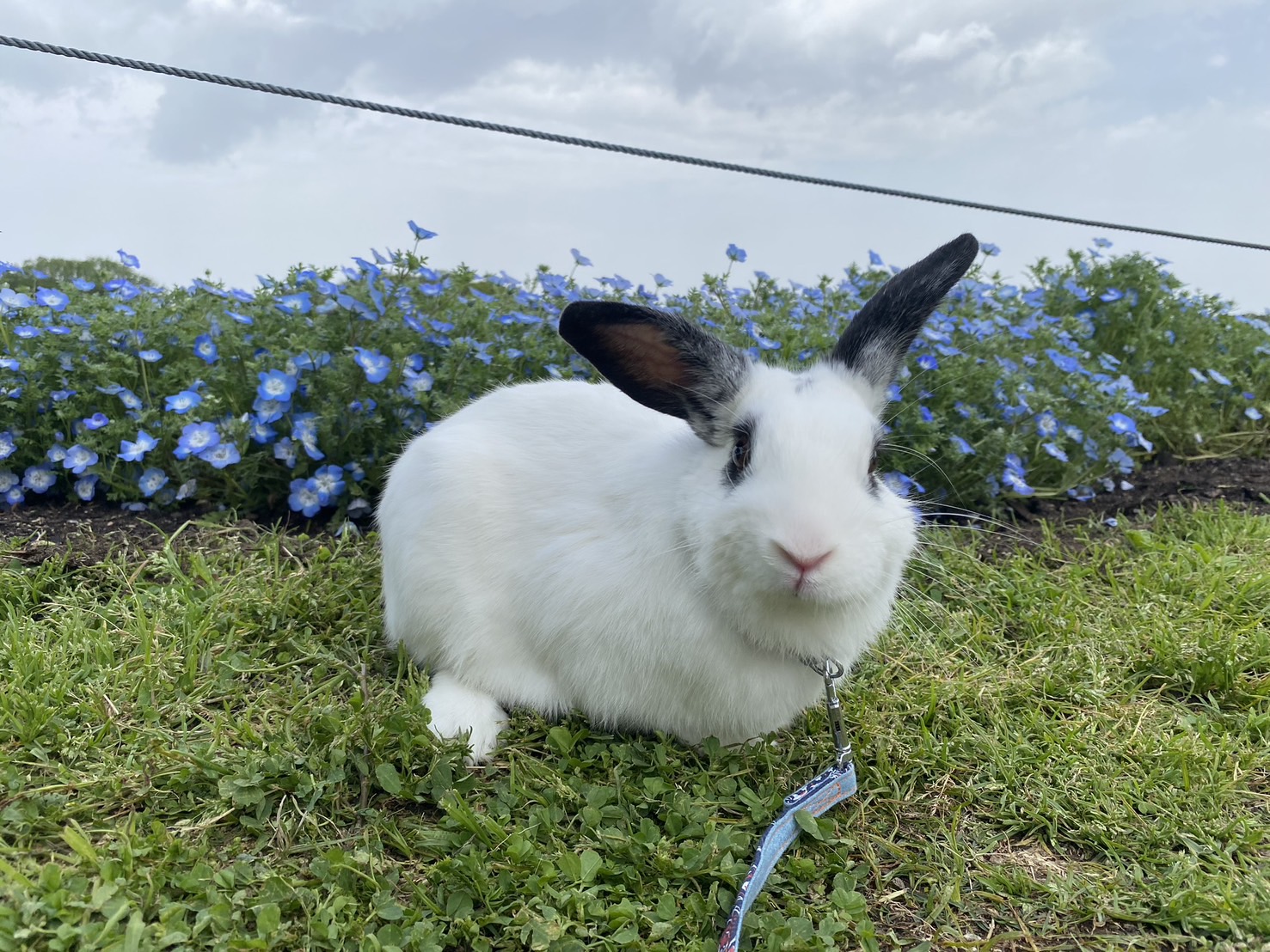 れおん（大賞）