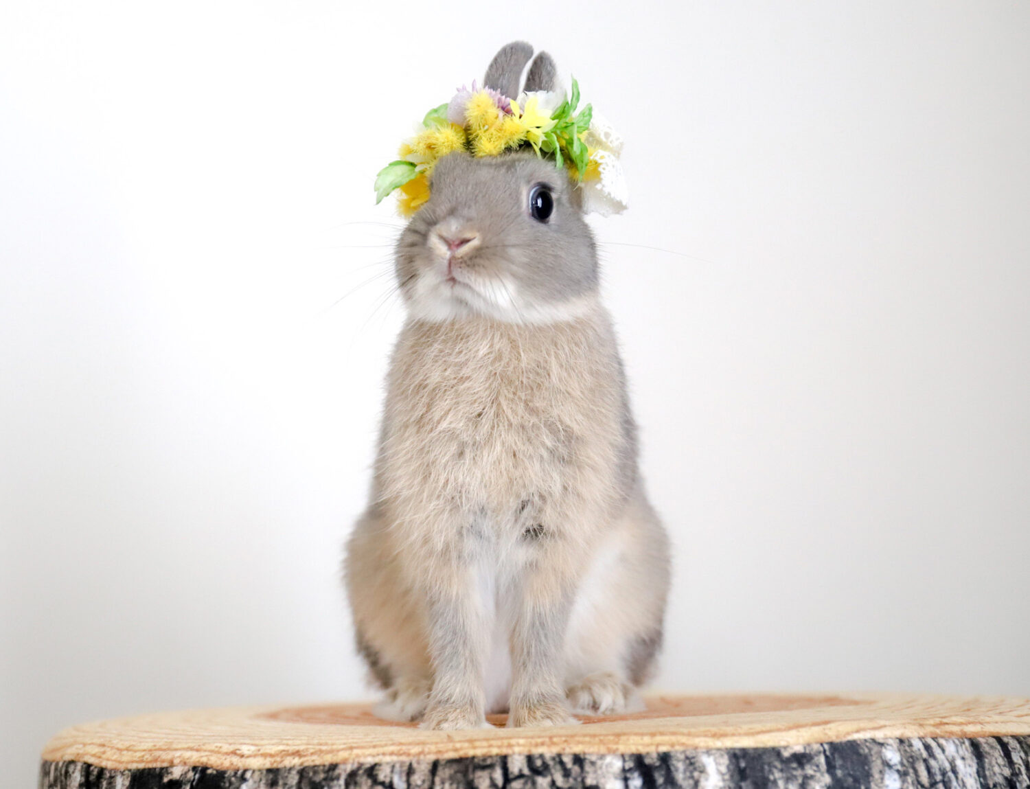 ピーター（大賞）