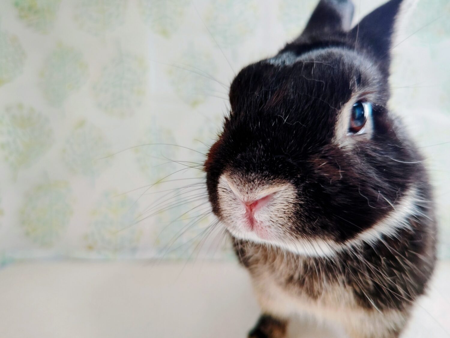 あたる（大賞）