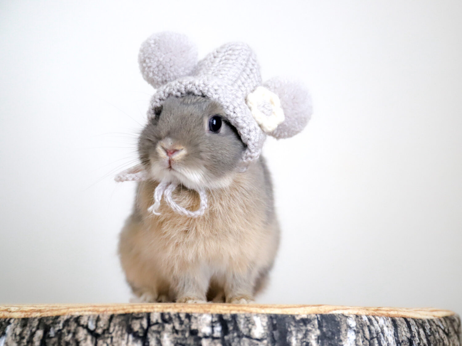 ピーター（大賞）