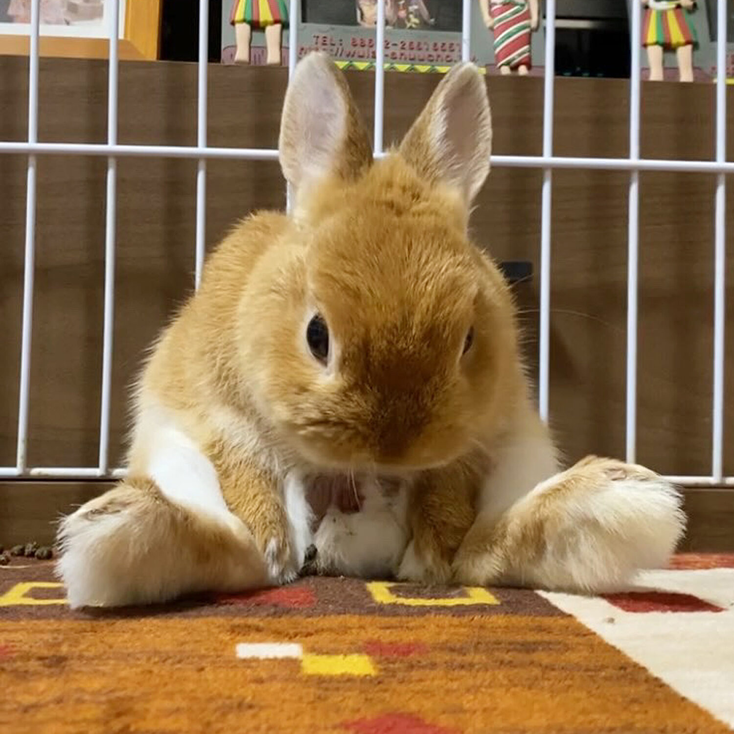 ちらみ（大賞）