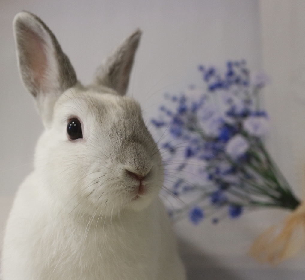 みぞれ（大賞）