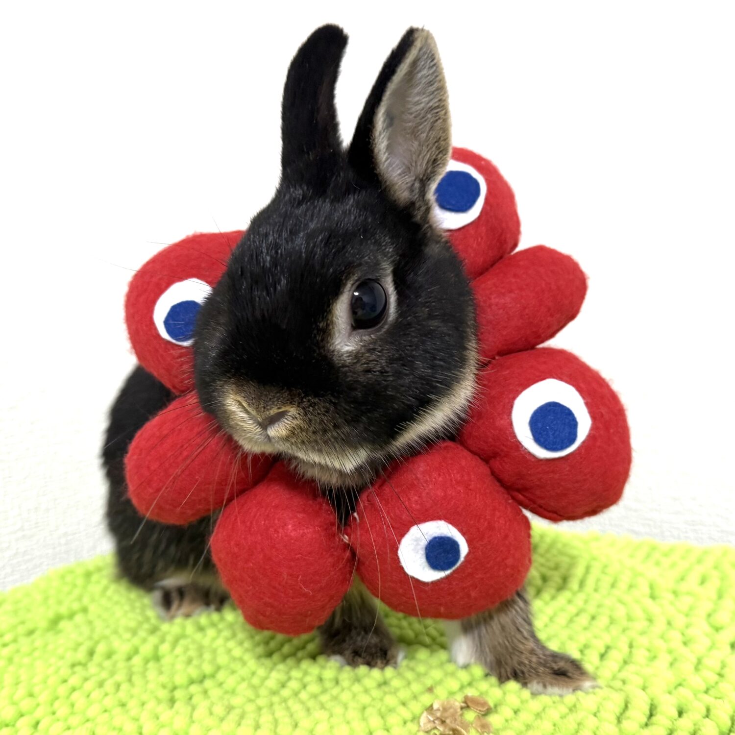 ナポレオン（大賞）