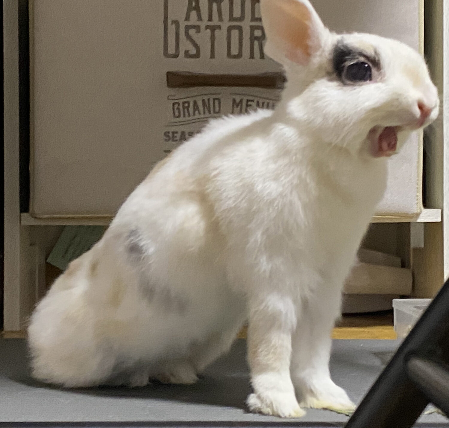 しらたま（大賞）